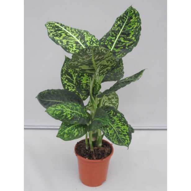 DIFENBAHIJA REFLECTOR L17