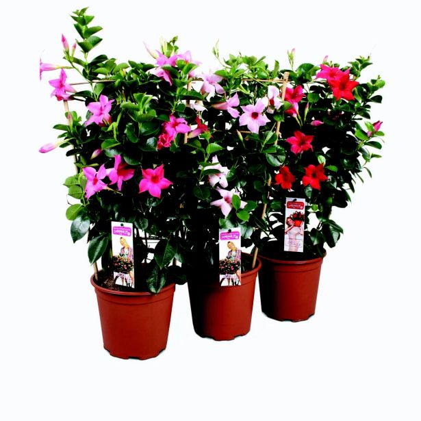 DIPLADENIJA SUNDEVILA L19 VIŠ 18 CM