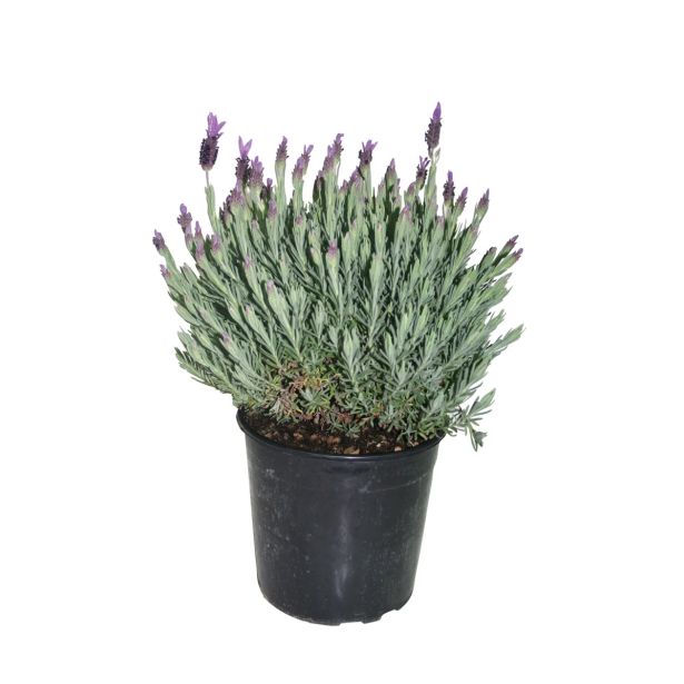 SEZONSKA RASTLINA ČOPASTA SIVKA