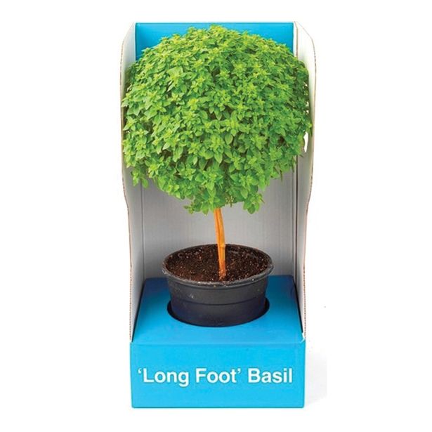 DIŠAVNICA DOBRO & ZDRAVO BAZILIKA NA STEBLU