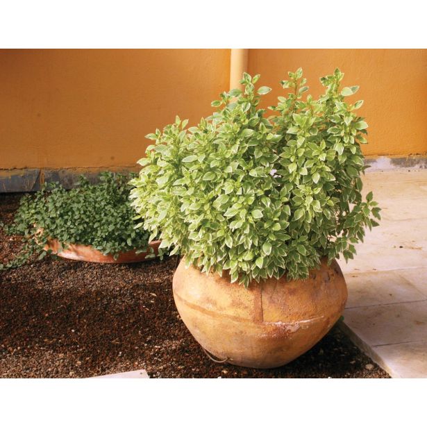 BAZILIKA DOBRO & ZDRAVO PESTO PERPETUO L12