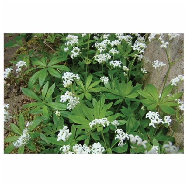 DIŠAVNICA DOBRO & ZDRAVO DIŠEČA PERLA