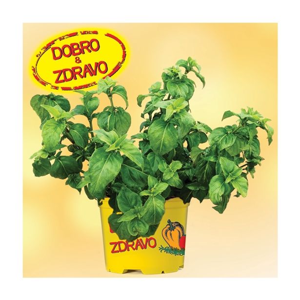 DIŠAVNICA DOBRO & ZDRAVO GOBOVA DIŠAVA