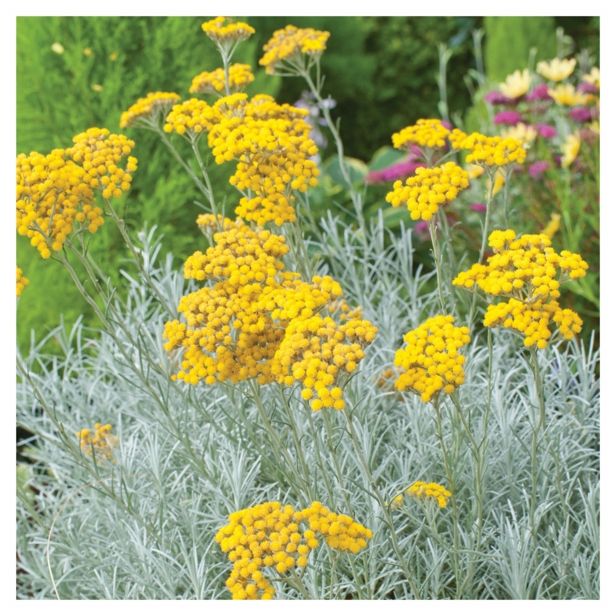 SMILJ DOBRO & ZDRAVO LAŠKI L10.5