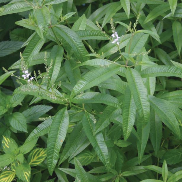 MIX DIŠAVNIC IN ZELIŠČ DOBRO & ZDRAVO LIMONSKA TRAVA