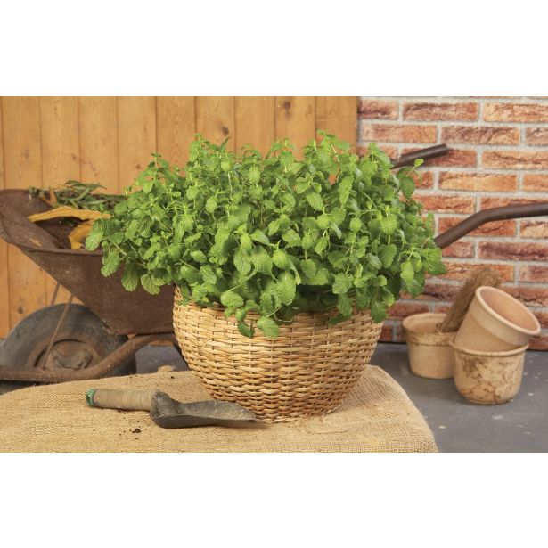 META DOBRO & ZDRAVO MAROŠKA L12