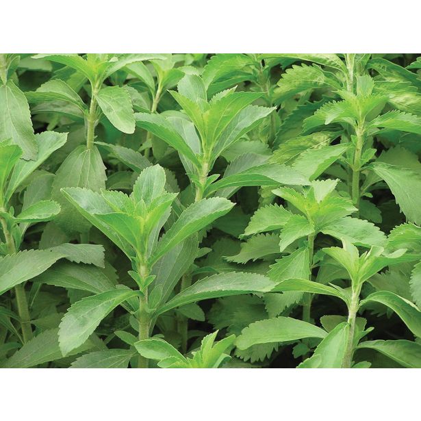 DIŠAVNICA DOBRO & ZDRAVO STEVIA