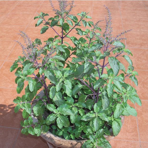 DIŠAVNICA DOBRO & ZDRAVO SVETA BAZILIKA