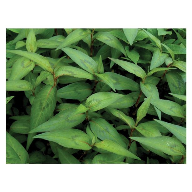 DIŠAVNICA DOBRO & ZDRAVO VIETNAMSKI TRAJNI KORIANDER