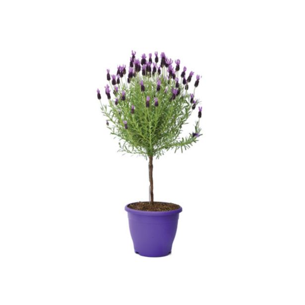 DIŠAVNICA LAVANDULA STOECHAS NA STEBLU