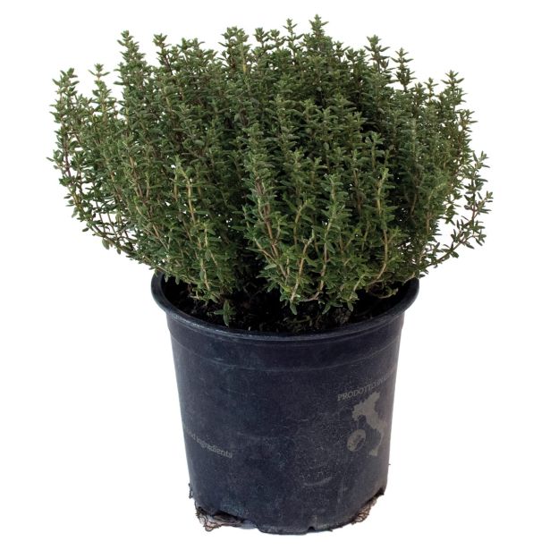 DIŠAVNICA LIMONSKI TIMIJAN