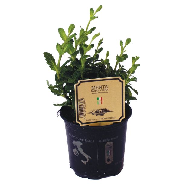 DIŠAVNICA MAROŠKA META