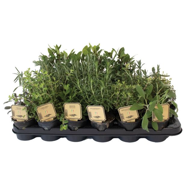 MIX DIŠAVNIC IN ZELIŠČ DIŠAVNICE L9