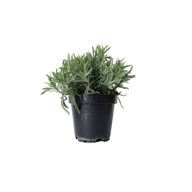 SEZONSKA RASTLINA NAVADNA SIVKA