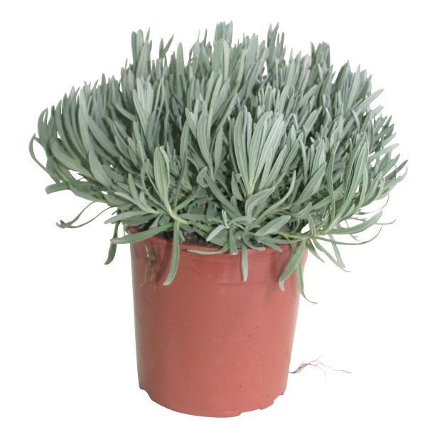 SEZONSKA RASTLINA NAVADNA SIVKA