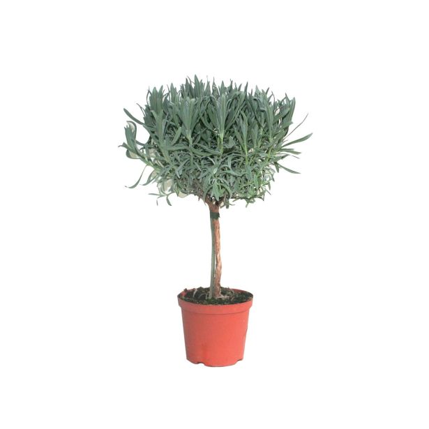 SEZONSKA RASTLINA NAVADNA SIVKA