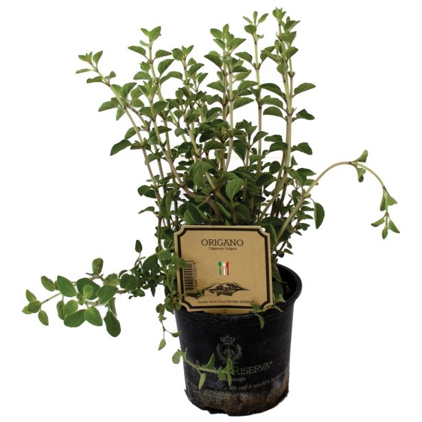 DIŠAVNICA ORIGANO