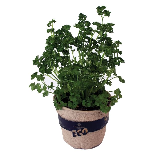 DIŠAVNICA PETERŠILJ