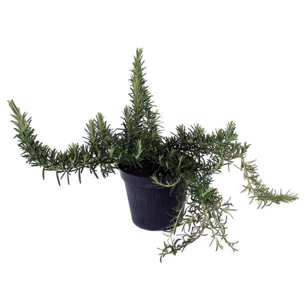 DIŠAVNICA PLAZEČI ROŽMARIN