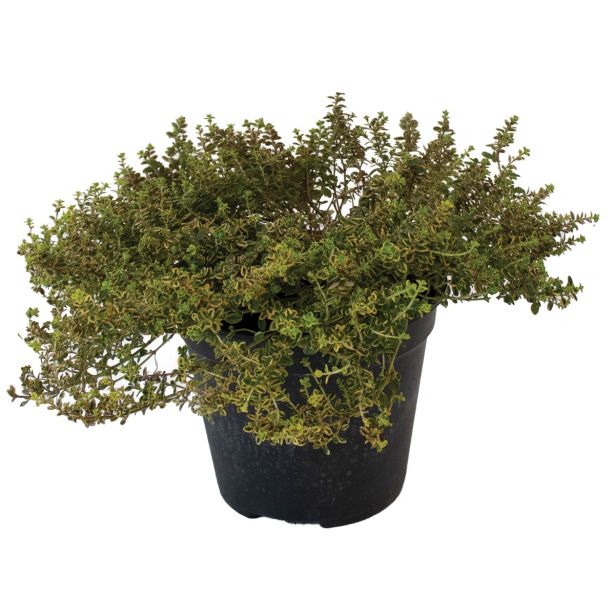 DIŠAVNICA PLAZEČI TIMIJAN