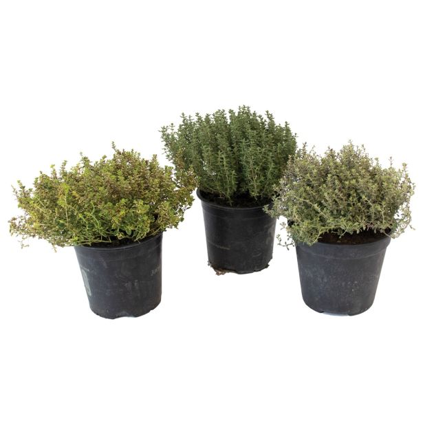 DIŠAVNICA RAZLIČNI TIMIJANI