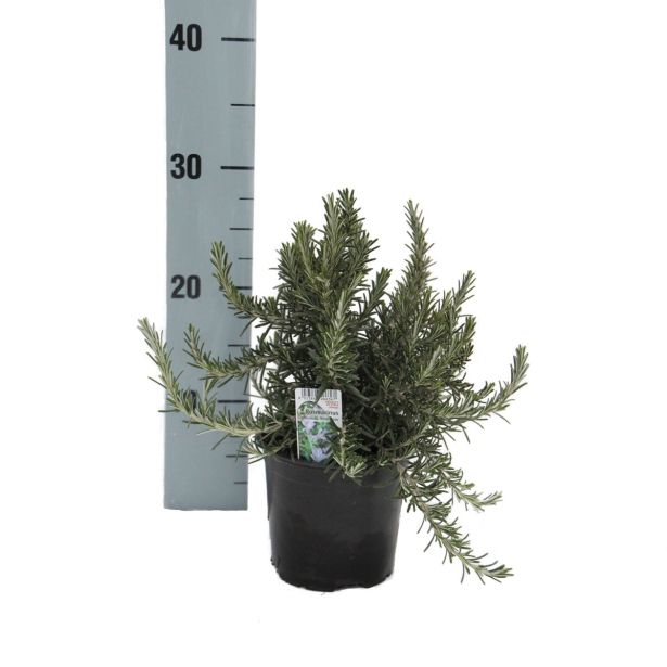 DIŠAVNICA ROSMARINUS OFFICINALIS PROSTRATUS