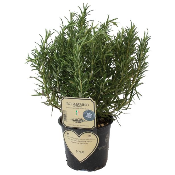 ROŽMARIN L14