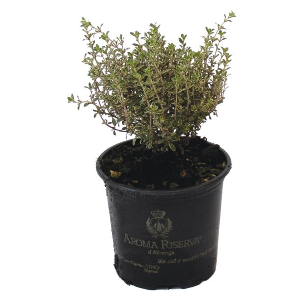 DIŠAVNICA SREBRNI TIMIJAN