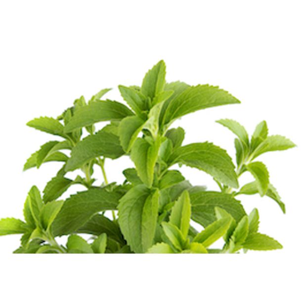DIŠAVNICA STEVIA L10 CM