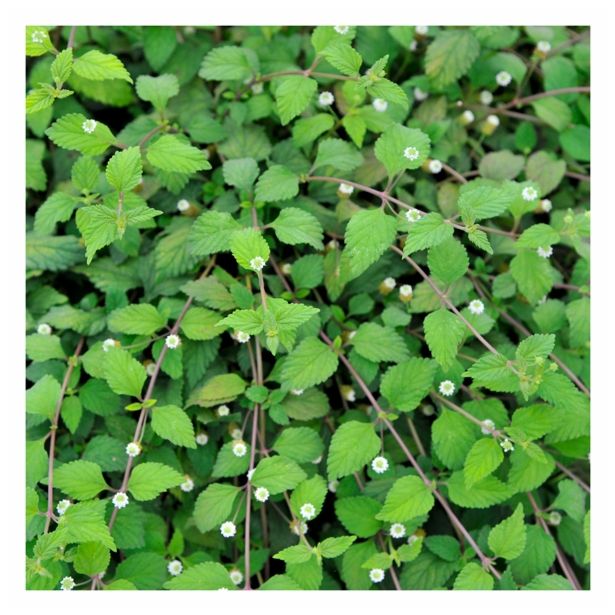 DIŠAVNICA VOLMARY AZTEŽKA SLADKA ZEL L 12