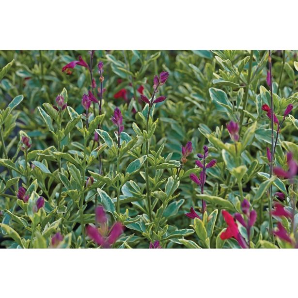 DIŠAVNICA VOLMARY BRESKOV ŽAJBELJ PEACH 12 CM