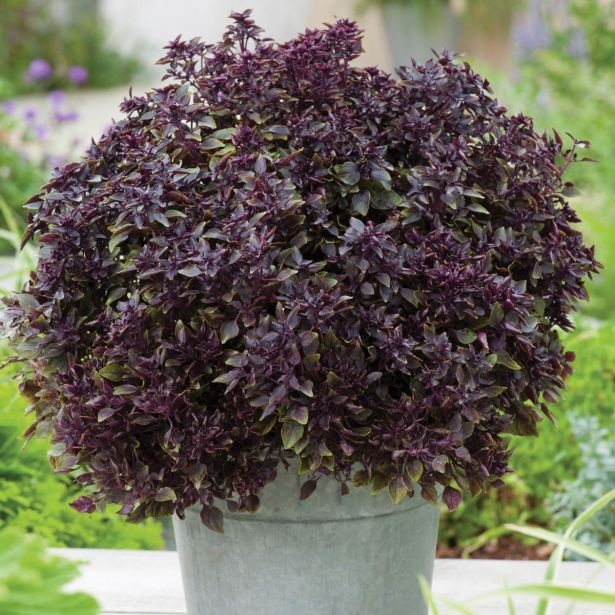 DIŠAVNICA VOLMARY CEPLJENA BAZILIKA 12 CM BARISTO COMPATTO ROSSO