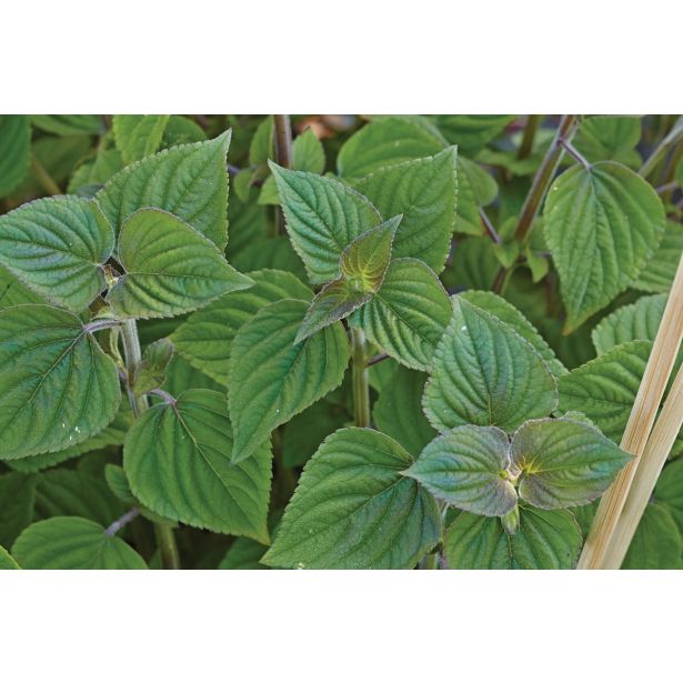 ŽAJBELJ VOLMARY CITRONSKI CITRON L12