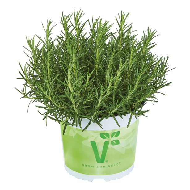 ROŽMARIN VOLMARY DIŠEČI SAUNOA L12