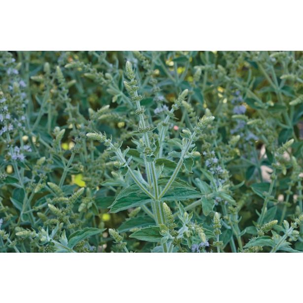 DIŠAVNICA VOLMARY DOLGOLISTNA META GINE 12 CM