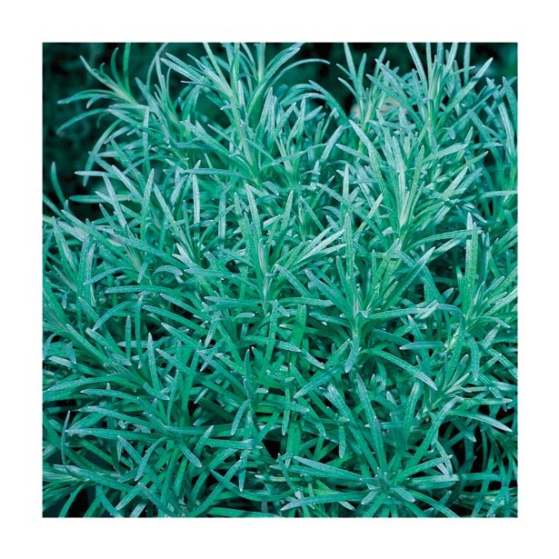 MIX DIŠAVNIC IN ZELIŠČ VOLMARY HELICHRYSUM ANGUSTIFOLIUM KARI L12