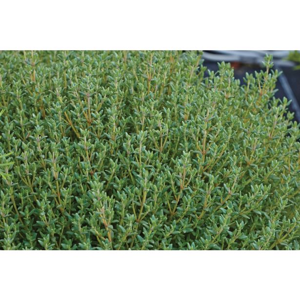 TIMIJAN VOLMARY ITALIJANSKI FAUSTINI L12