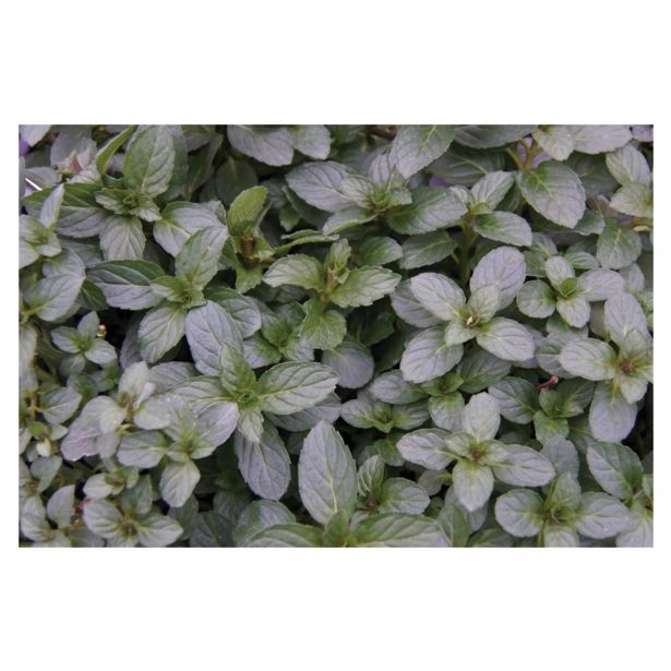 META VOLMARY KLASASTA L12