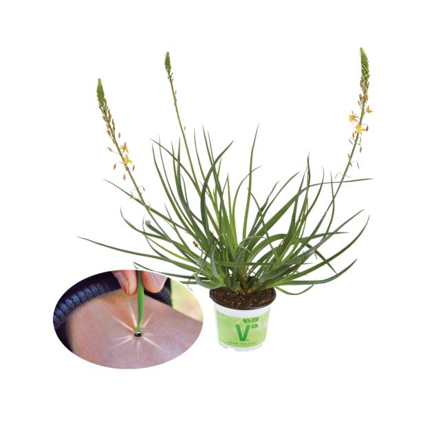 MIX DIŠAVNIC IN ZELIŠČ VOLMARY MAČJI REP MEDICUS L12