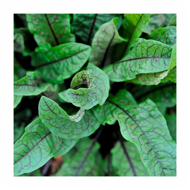 MIX DIŠAVNIC IN ZELIŠČ VOLMARY MALA KISLICA L12