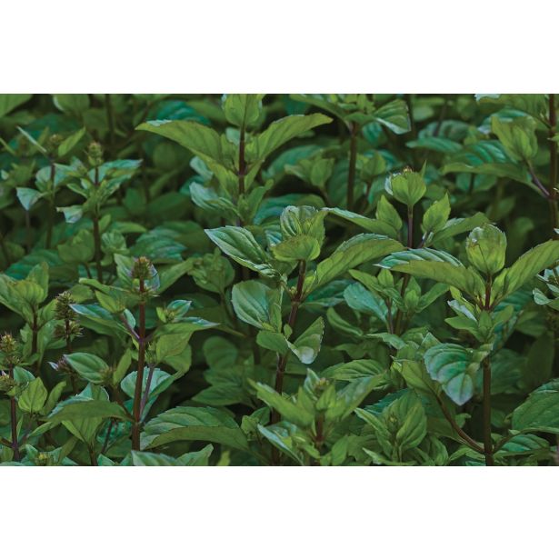 META VOLMARY MANDARININA TACHI L12