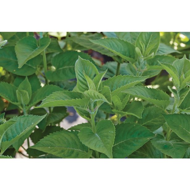 DIŠAVNICA VOLMARY MONARDA FISTULOSA ROSE 12 CM