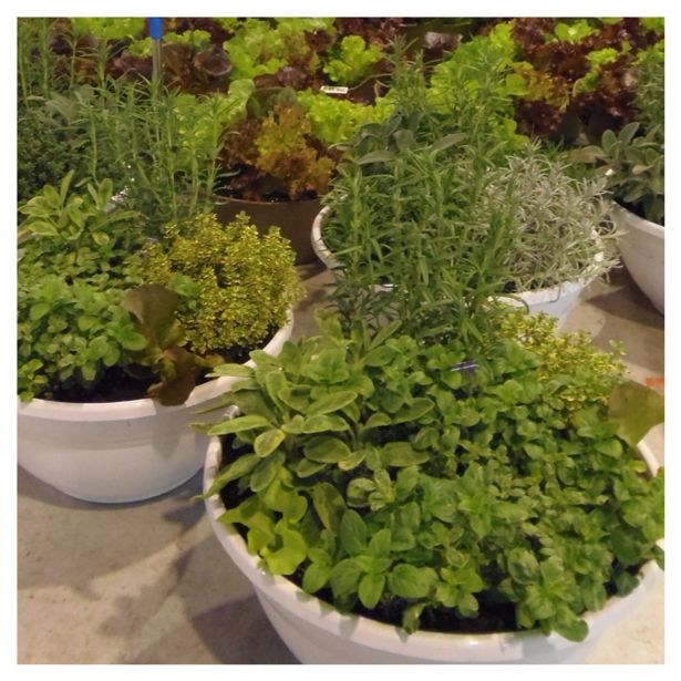 MIX DIŠAVNIC IN ZELIŠČ VOLMARY NASAD ZELIŠČ L27