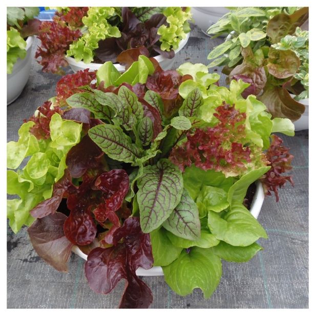 MIX DIŠAVNIC IN ZELIŠČ VOLMARY NASAD ZELIŠČ L27