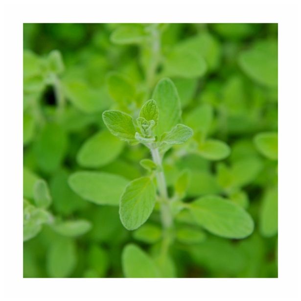 DIŠAVNICA VOLMARY ORIGANUM SYRIACA ZAATAR SIRSKI MAJARON