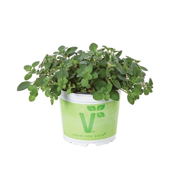 ORIGANO VOLMARY VULGARE PONCHO L12