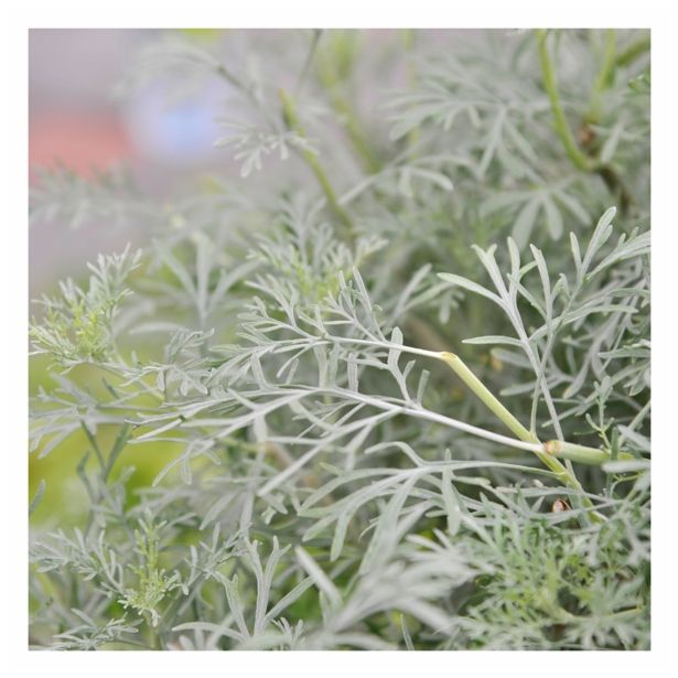 DIŠAVNICA VOLMARY PELIN SAMSON 12 CM