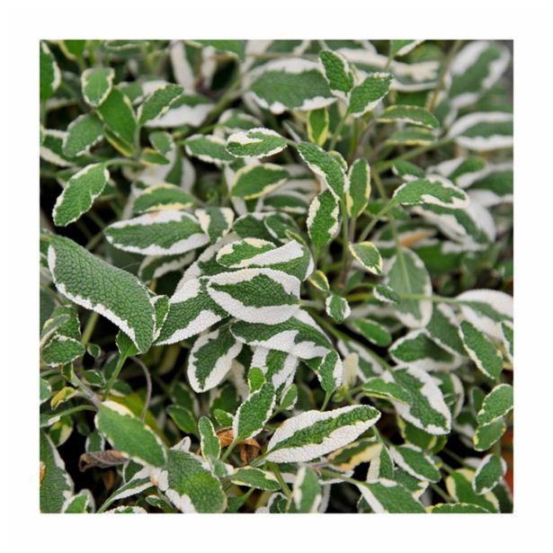 ŽAJBELJ VOLMARY PISANOLISTNI L12