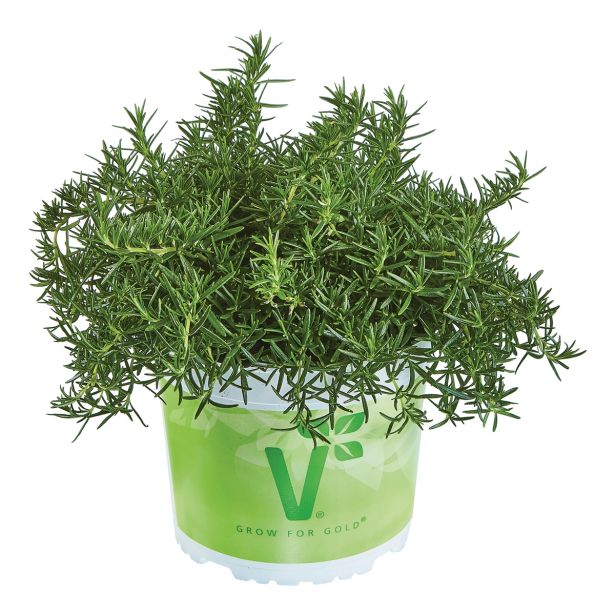 ROŽMARIN VOLMARY PLAZEČI CORSICAN BLUE L12