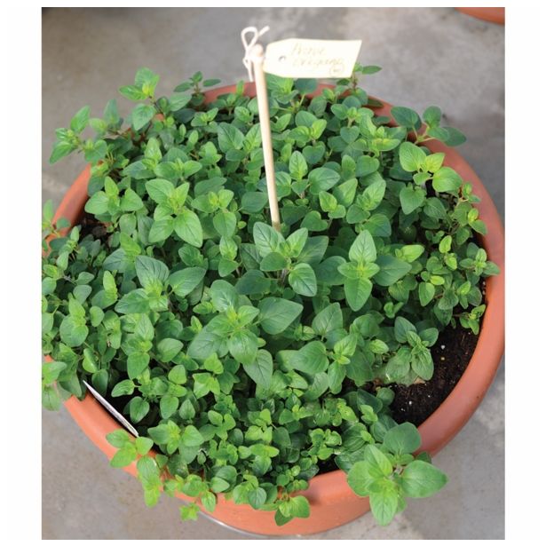 ORIGANO VOLMARY PRAVI L12